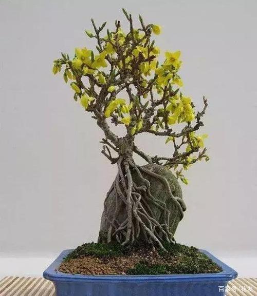 迎春花附石盆景制作,山石嶙峋,虬龙抱峰,龙爪迎春