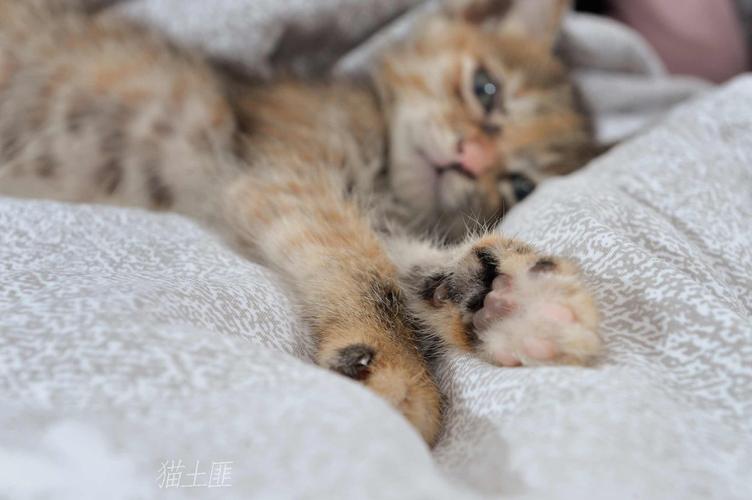 猫土匪