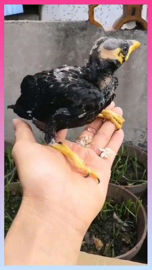 半毛越南小鹩哥,500块钱一只,你见过吗?