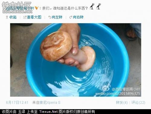 太岁肉灵芝原来是女记者太纯情西安太岁肉灵芝原来是硅胶玩具