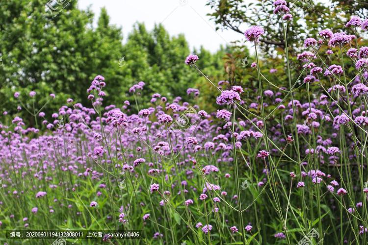 柳叶马鞭草2,花卉,植物花草,摄影,汇图网www.huitu.com