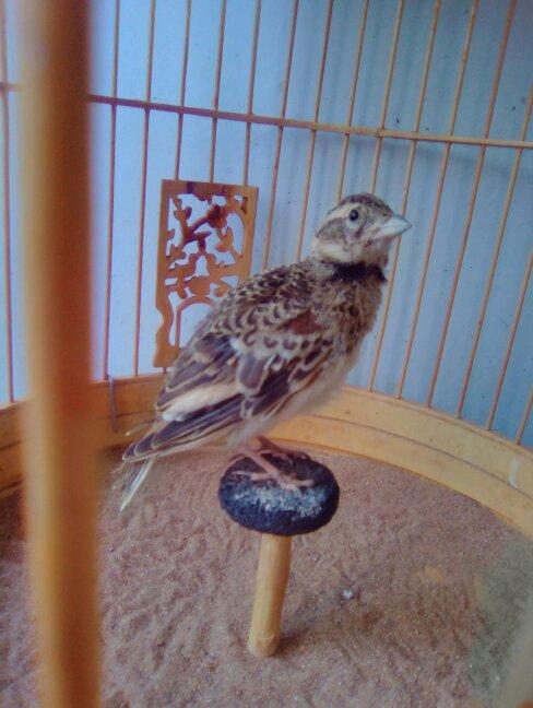 求高手指教公母………谢谢