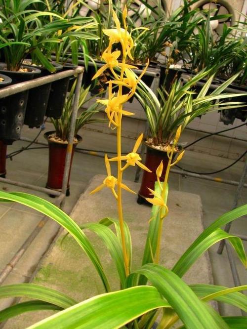 金公主的养护也没有难度,因为墨兰本身就是最好养的兰花品种,它对植料