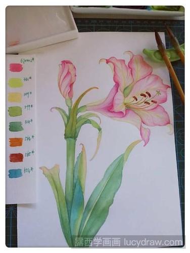 水彩画朱顶红怎么画