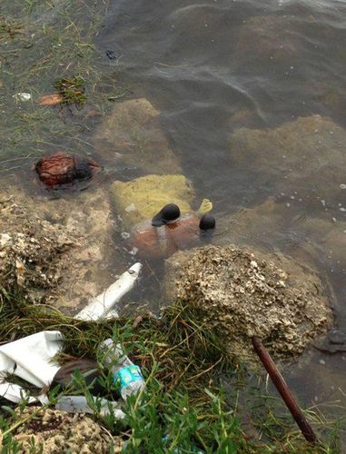 海绵宝宝溺水身亡