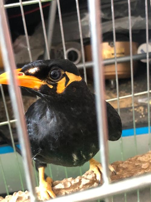 请问我这个是公的还是母的鹩哥