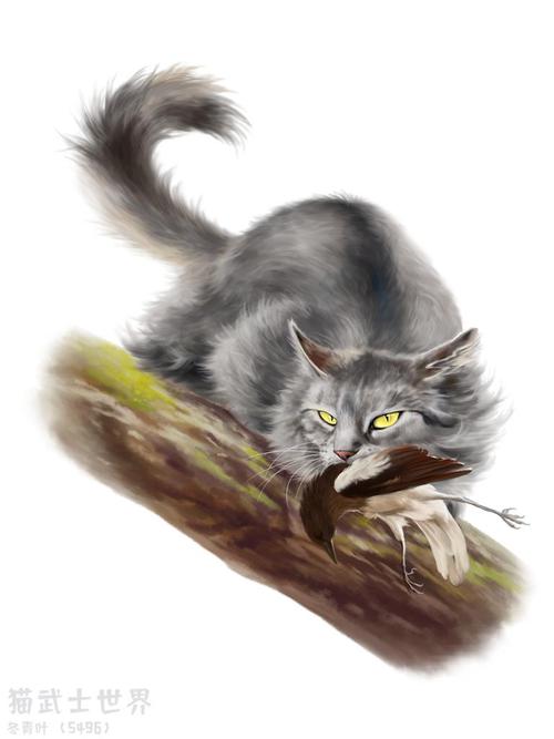 跟上冬青一起探索原著猫猫(*^-^*) - 猫武士世界