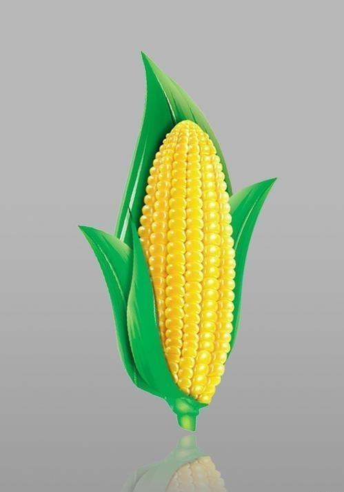 水彩画《彩色玉米》