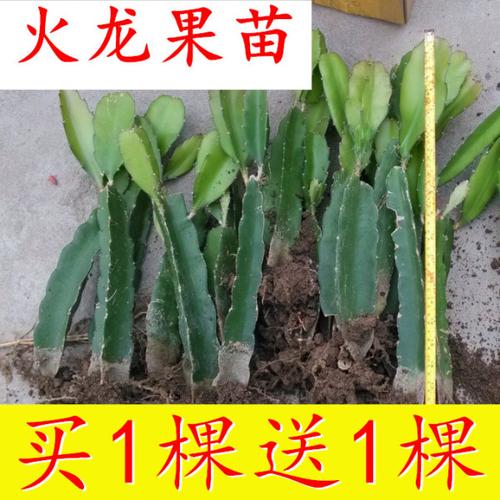 购客火龙果苗盆栽当年结果红心种植四季果树红肉大苗带果各种水果果苗