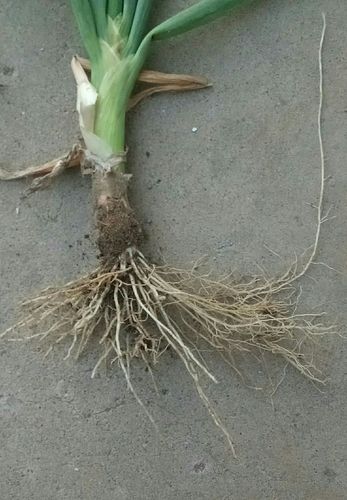 科学小实验,五二班,冯绍卿(直根系和须根系植物.