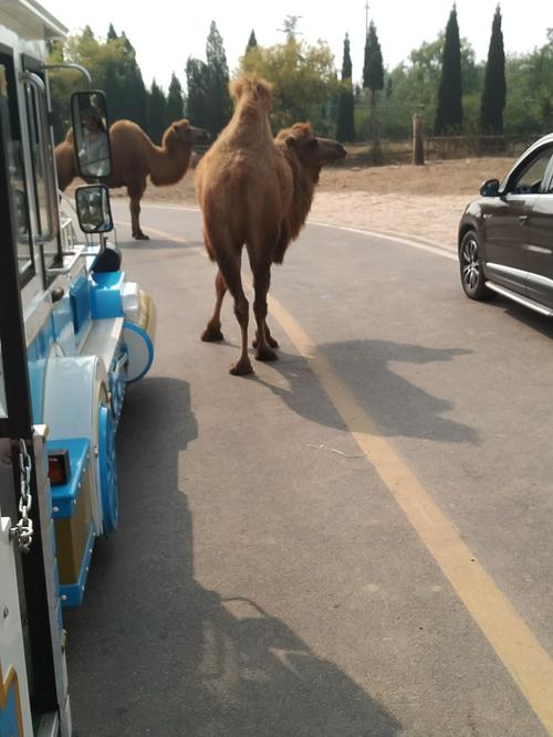 滨州中海小学2018级4班济南野生动物园研学