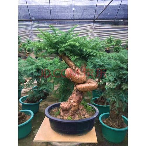 大型澳洲杉盆景造型植物室内客厅办公室四季常青空气绿植盆栽 大号型