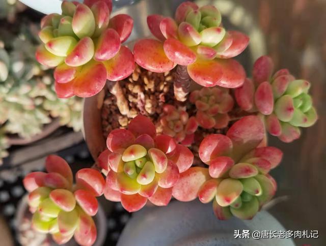 出状态的香格里拉香格里拉是景天科景天属的多肉植物,属于小型多肉