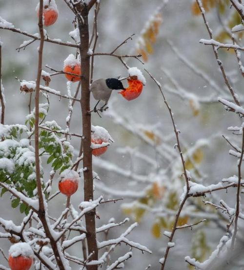瑞雪,喜鹊,红柿子