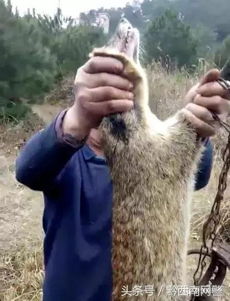 2018年春节期间,一段猎捕野生动物视频引起凯里市森林公安局民警的