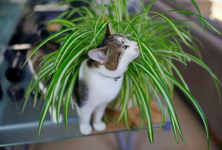 猫为什么会吃草?