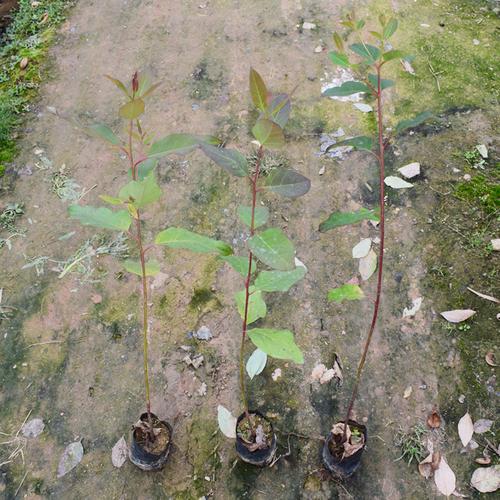 快速桉树苗广九速生桉树苗正品苗桉树苗绿化林苗桉树树苗新苗