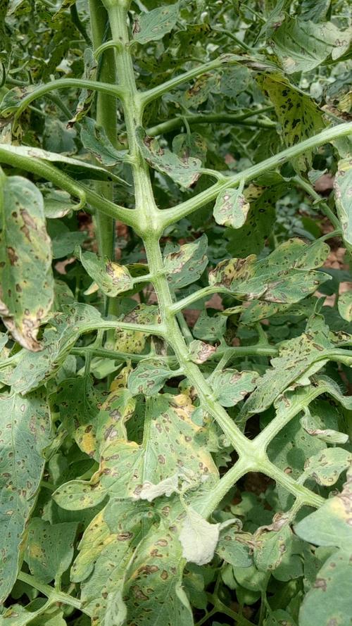 番茄细菌性叶斑病与灰叶斑病如何区分?