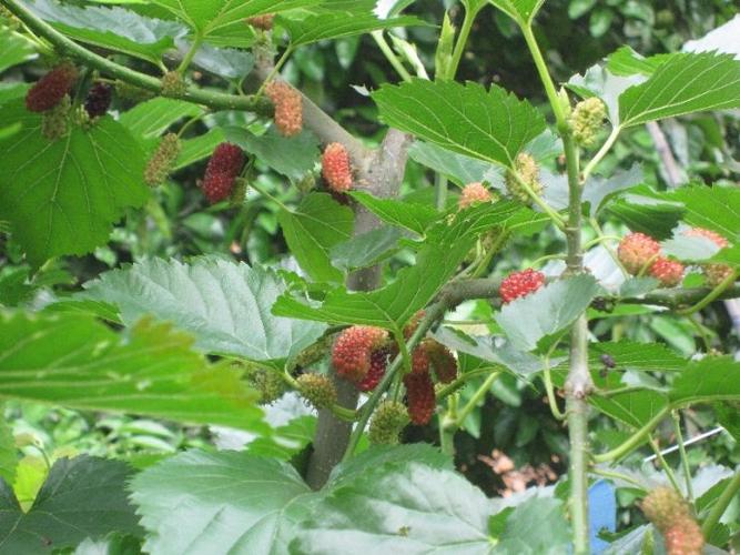 桑树图片和介绍