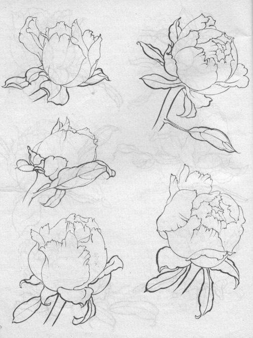 牡丹白描结构图 - 春意盎然的日志 - 陆军28集团军网