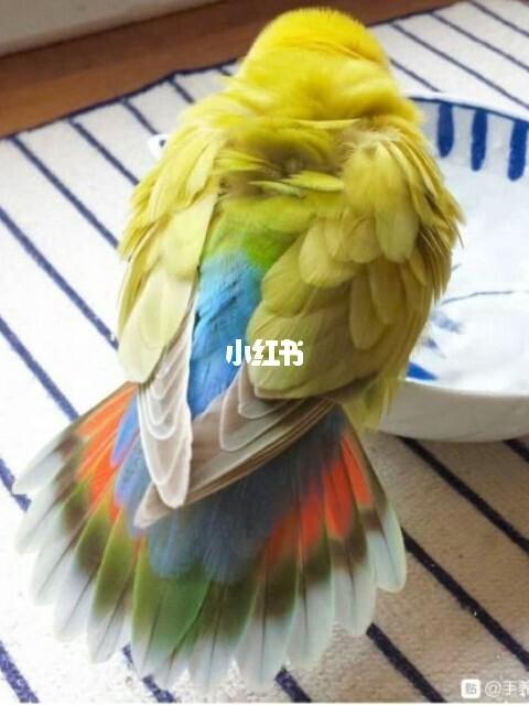 牡丹鹦鹉品种介绍大全【三】澳桂/美桂