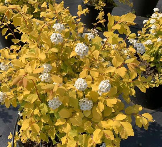 黄金喷泉绣线菊