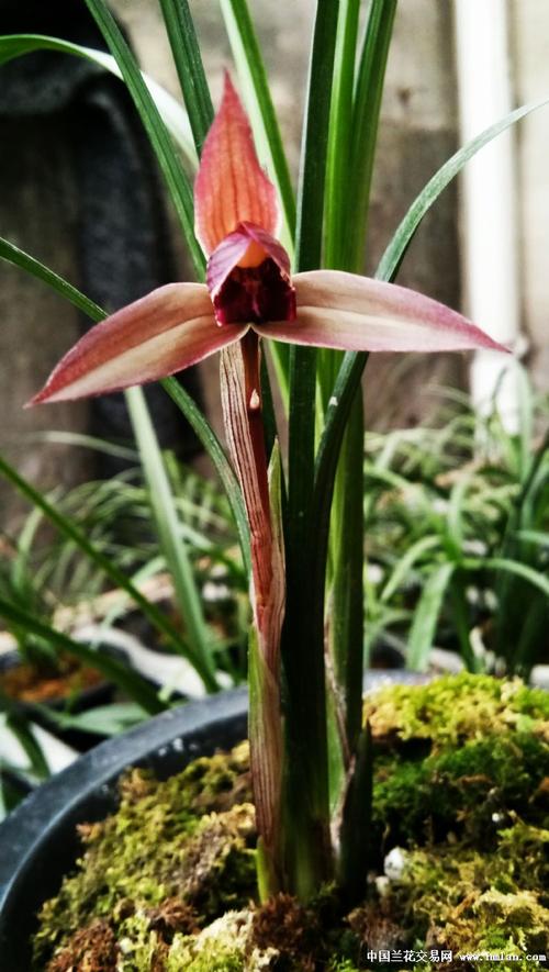 九龙红素开花照-春剑篇-中国兰花交易网社区