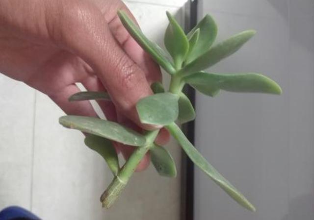 扦插的玉树好长时间不发根,必有这些原因,建议赶紧对照处理