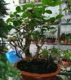 本地老桩茉莉花