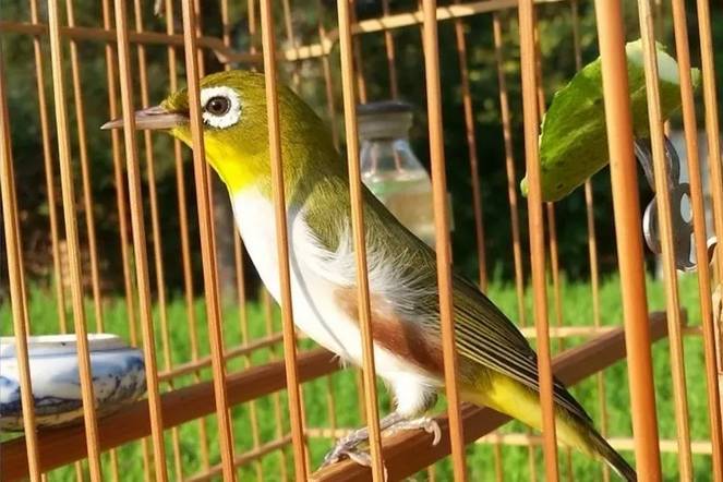 极品红肋绣眼鸟的挑选和饲养