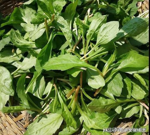 26种常见的野菜图片,带你认识生活中那些常见的野菜,快来看看吧