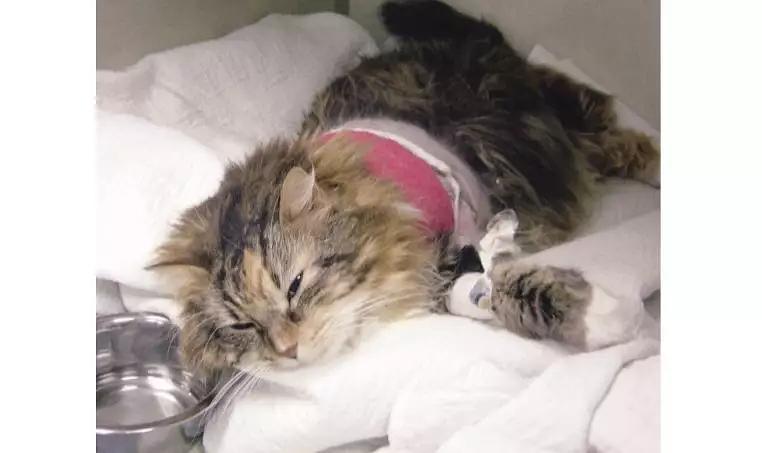 猫咪在手术完后表现出"瘫卧"的姿势,并且眼睛半闭,呈现紧张的表情,是