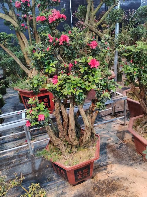 映山红桩 杜鹃桩下山桩绿化征地苗木精品嫁接盆景