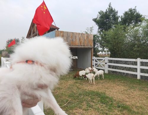 西安宠物友好动物园|带狗狗去农场参观吧!_宠物_狗狗