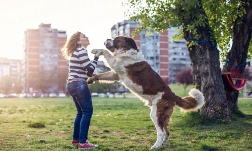 狗狗仆人怎么办学会这3步轻松纠正狗狗扑人的坏习惯