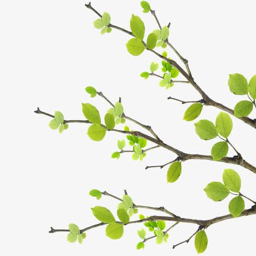 关键词 : 嫩芽,树枝,春天,发芽,绿叶