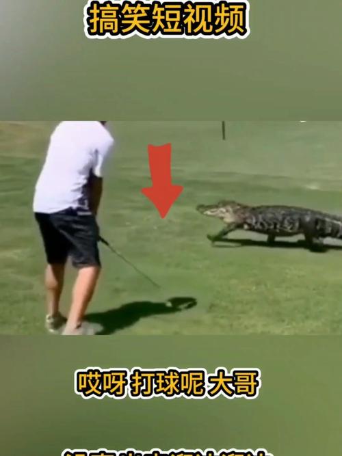 我没事,出来溜达溜达_宠物_搞笑_搞笑其他