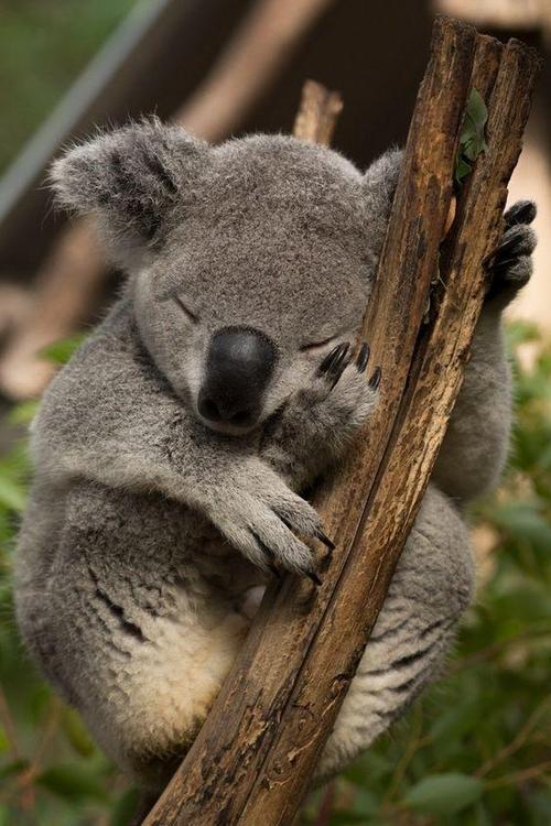 动物的十种神奇睡觉方式