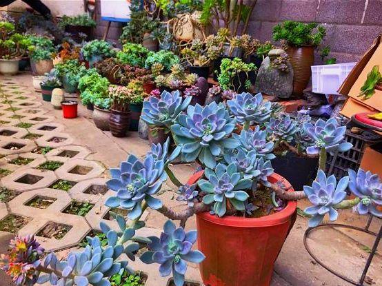 把5块钱的多肉,养成200块的老桩,诀窍就是恶劣环境出状态