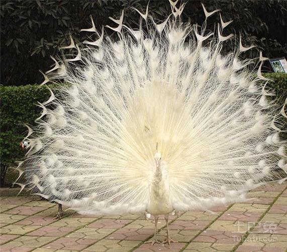 孔雀图片欣赏与孔雀的介绍