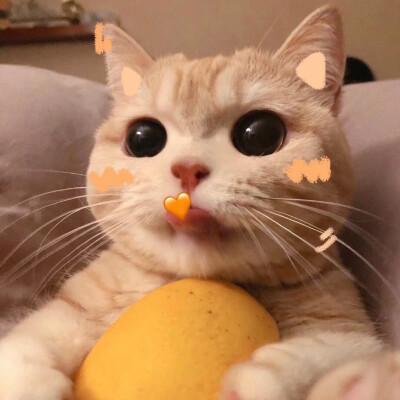 恶龙咆哮 嗷呜可爱猫咪头像