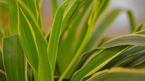 吊兰品种金边吊兰银边吊兰