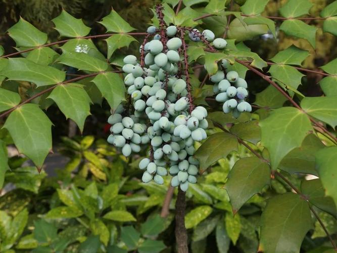 农村一种满身是刺的树,全身是宝,果实似蓝莓,人称"