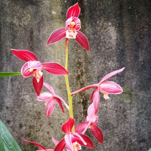 君君兰苑兰花苗墨兰秋榜茶城红荷四川漏风漏雨自然栽培