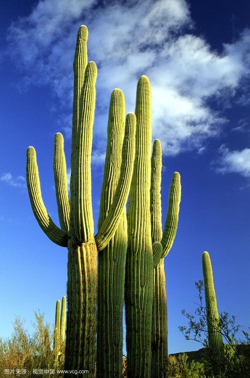 沙漠仙人掌图片