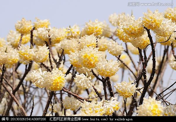 是这个吗--这个是【结香花  】也叫金腰袋 打结花 梦冬花