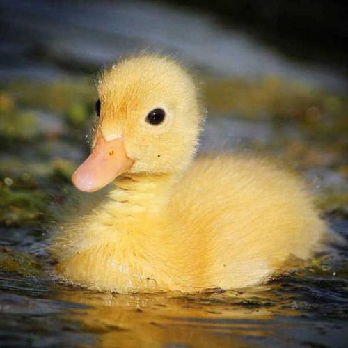 大家有没有禽类头像啊啊啊?就是鸭子啊鹅啊,鸡啊,鸽子