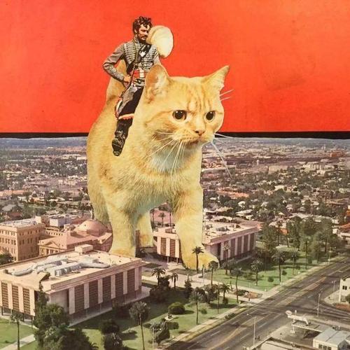 一群人骑猫出门的画面也是很壮观,顺便给猫主子表演一个倒立行走让