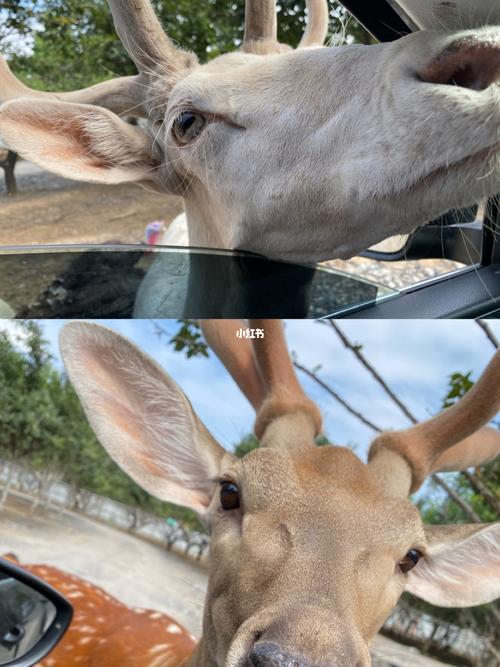 曲阜动物园一日游_动物园_胡萝卜_自驾游_一日游_曲阜