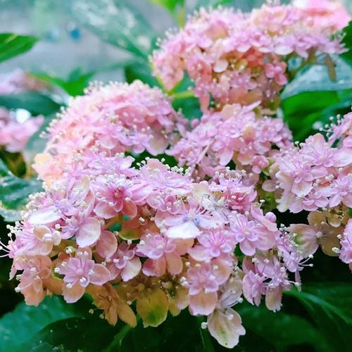 新品绣球花有松阳台庭院花园灌木花卉可调色花苗现货包对版